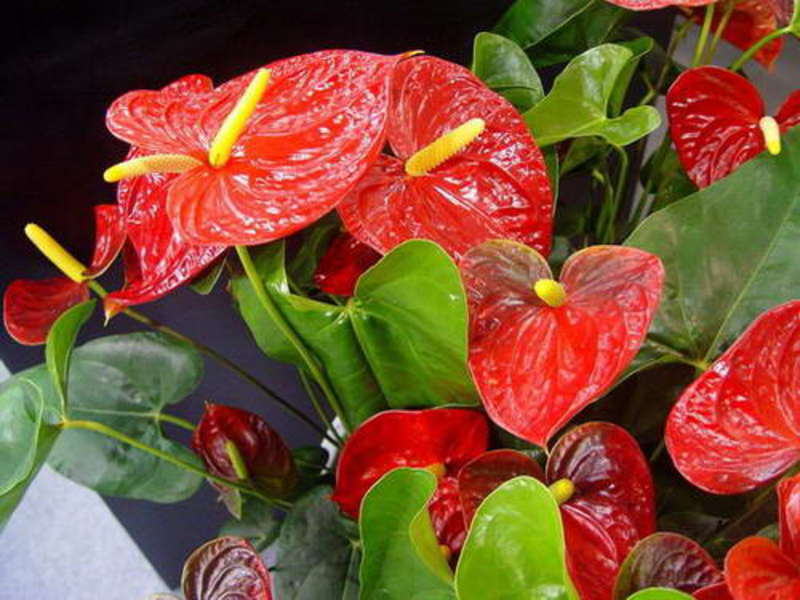 Anthurium-kasvi talossa