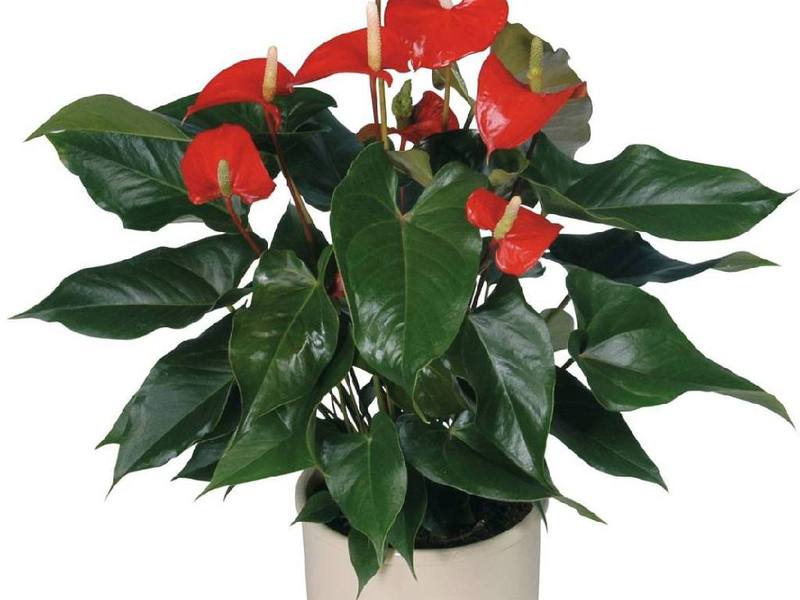 Wat is de eigenaardigheid van anthurium