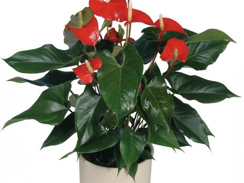 Speciale zorg voor anthurium