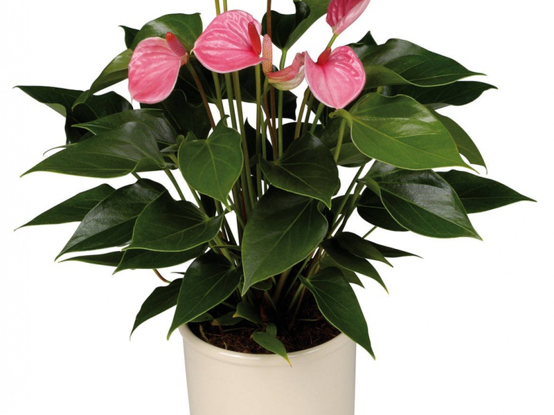 Hoe lang bloeit anthurium