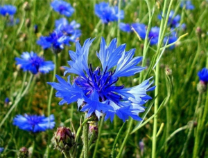 Asul na Cornflower - paglalarawan at mga katangian ng gamot