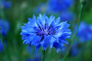 Annual plant cornflower