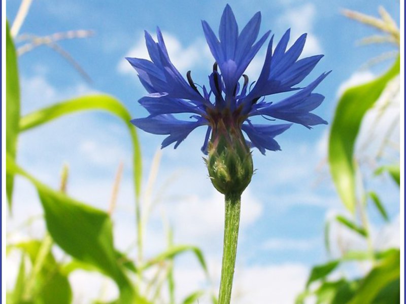 Hoe de korenbloem bloeit