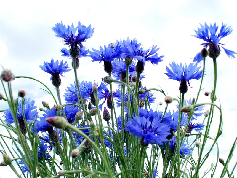 Hoe korenbloemen groeien