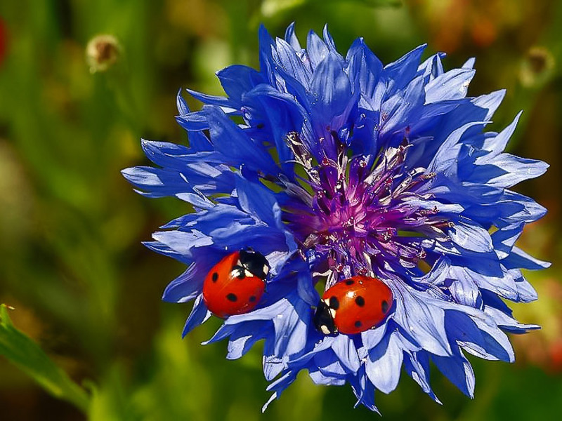 Mga Cornflower sa hardin