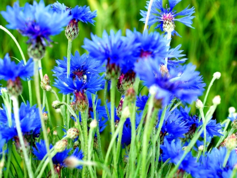 Bedingungen für den Anbau von Kornblumen