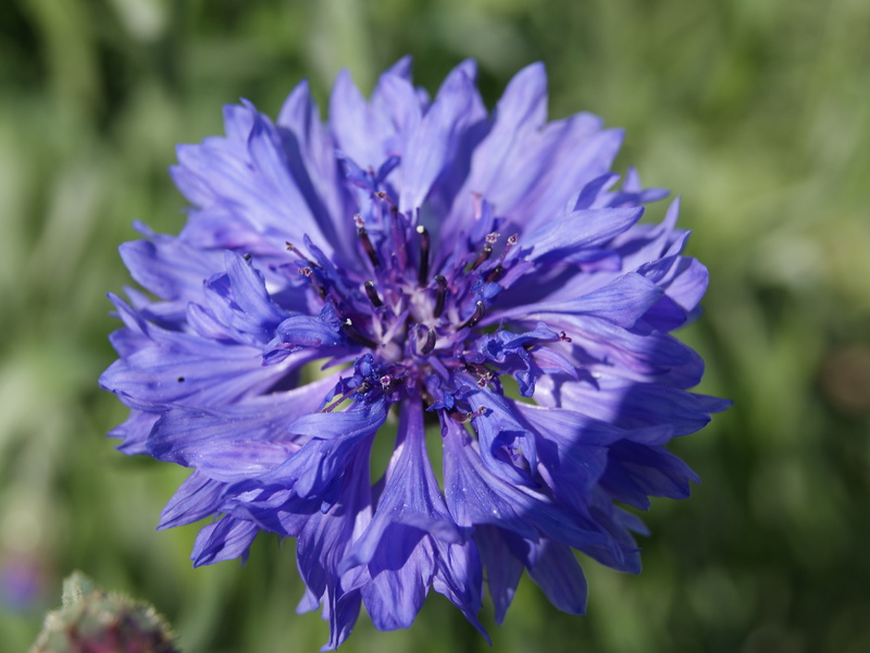 In welchen Regionen wächst Kornblume