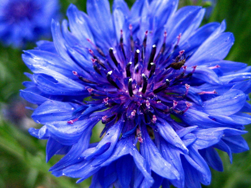 Wie sieht Kornblume aus?