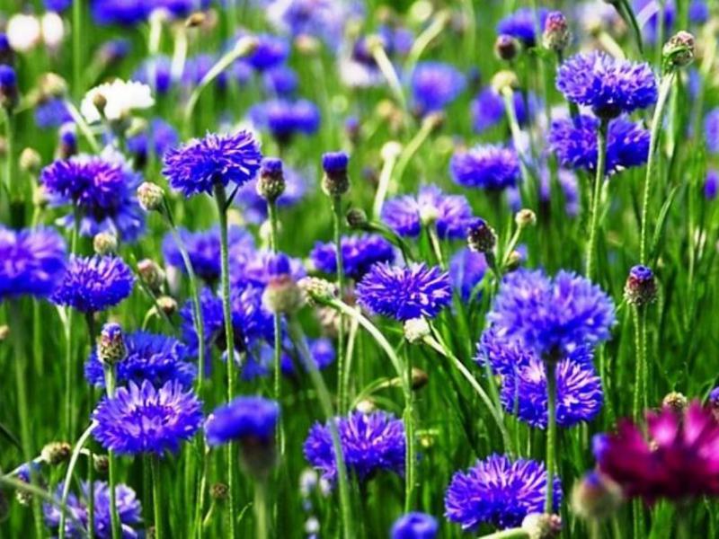 Kung paano namumulaklak ang cornflower