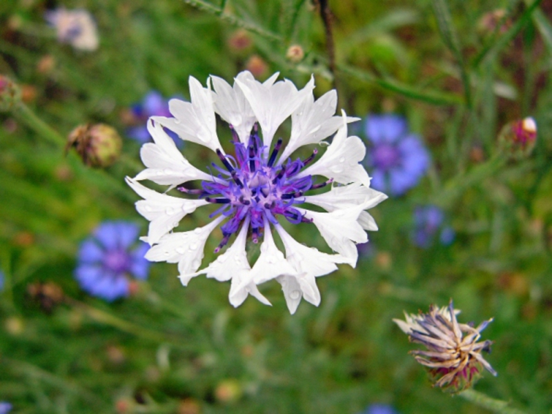 Kornblumenblütenarten