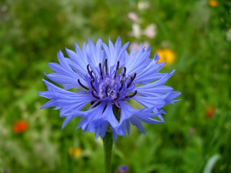 Asul na Cornflower - paglalarawan at mga katangian ng gamot