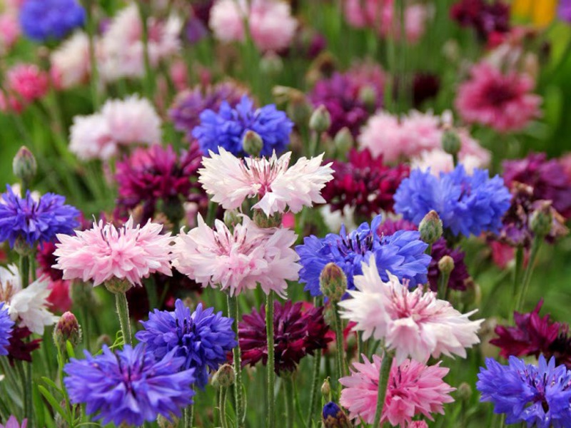 Cornflower áspero