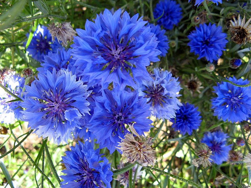 Paano mapalago ang mga cornflower