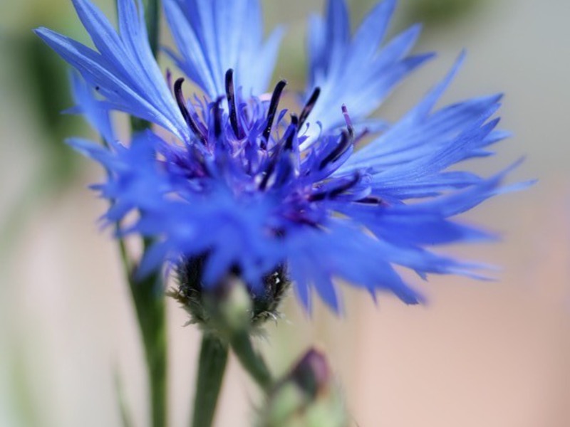 Variétés de bleuets