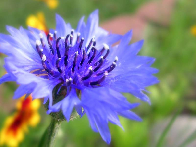 Cornflower flower