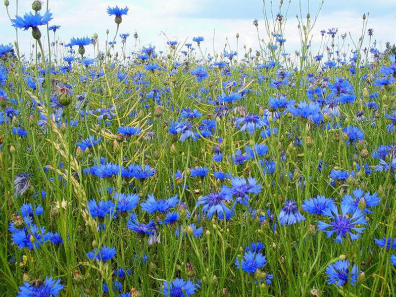 Types of cornflowers