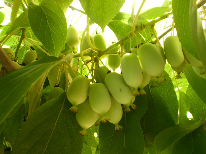 Lijst met bekende soorten actinidia