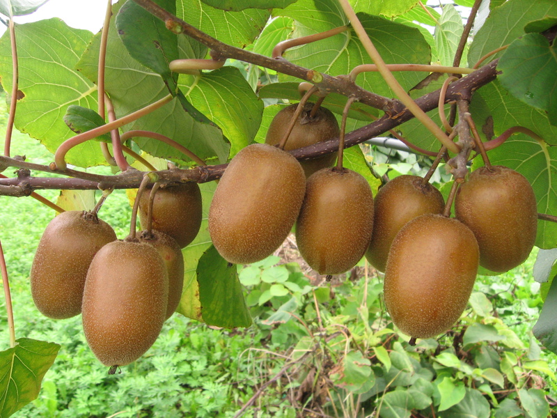 Actinidia Apricotin ominaisuudet