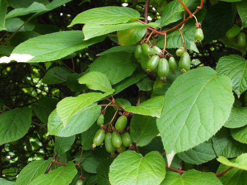 Description des qualités d'Actinidia Polygamia