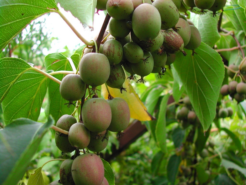 Charakteristické vlastnosti odrody Arguta Actinidia