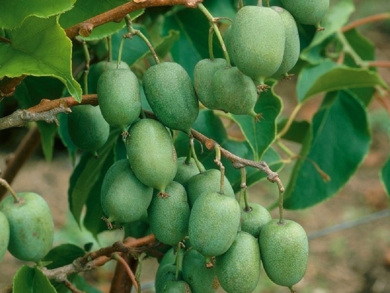 Actinidia Kolomikta priekšrocības audzēšanai Maskavas reģionā