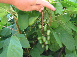 Caratteristiche della pianta actinidia