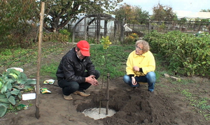 Regler for valg af sted til plantning af Actinidia