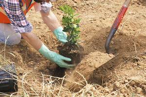 Tips fra erfarne gartnere om hvordan du skal plante actinidia