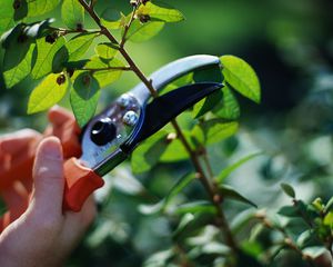 Beschrijving van de juiste manier om actinidia te snoeien