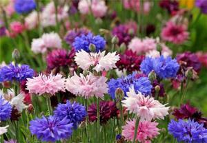 Cornflowers u vrtu