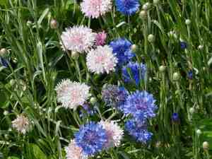 Veelkleurige korenbloemen in de tuin