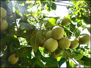 As nozes são ricas em vitaminas