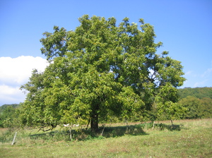 Gydomoji riešuto galia