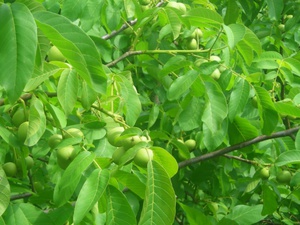 Pag-aalaga ng walnut tree