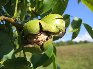 Saan lumalaki ang walnut