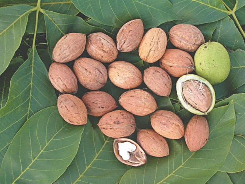 Come prendersi cura delle noci