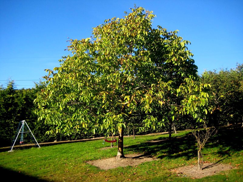 Planta de noguera