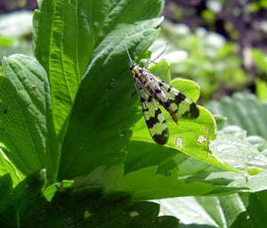 How to get rid of a raspberry fly