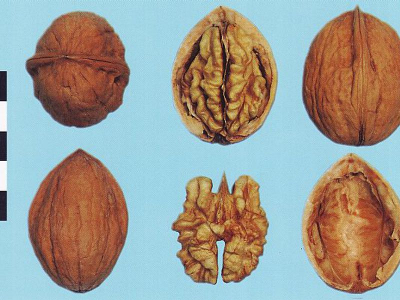 Sobre la extraordinaria utilidad de las nueces