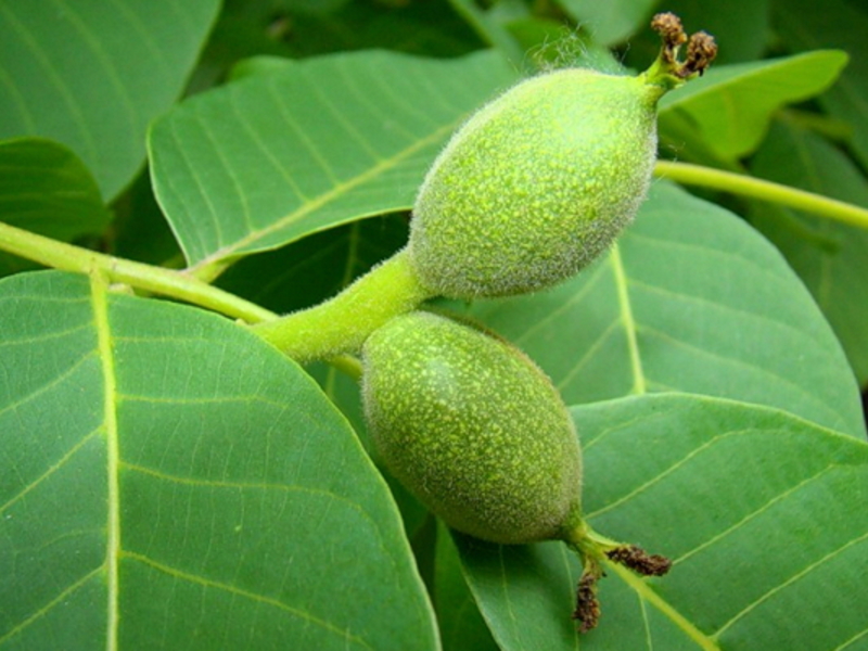 Hoe een walnoot te planten