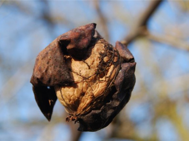 Betapa bergunanya kacang walnut