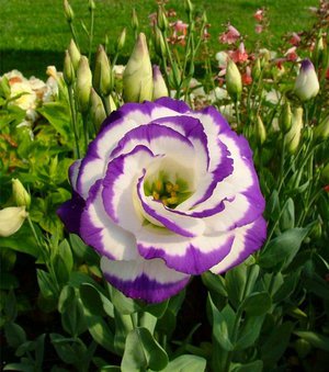 Kuinka kasvattaa eustoma-kukka