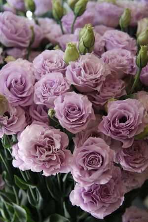 Trồng eustoma trên bãi đất trống