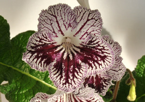 As variedades mais populares de flor de streptocarpus