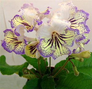 Streptocarpus og dens arter