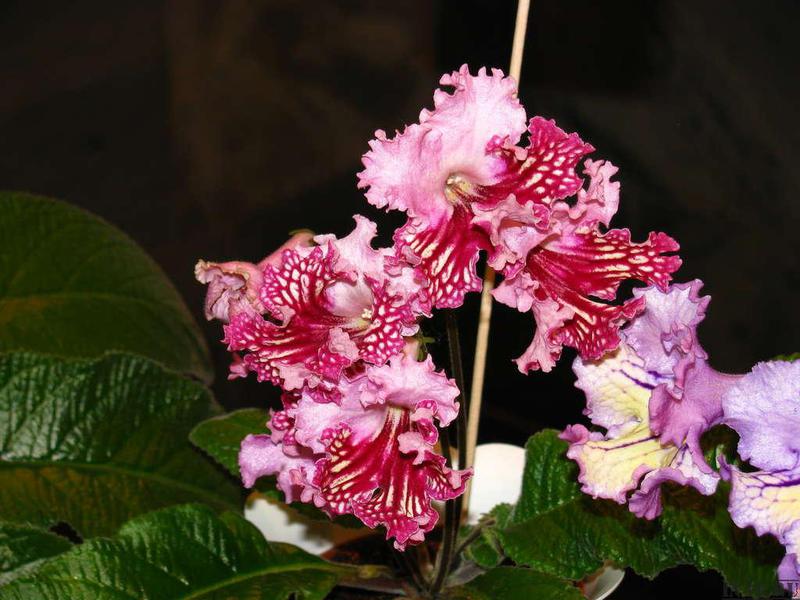 Varianter av duftende streptocarpus