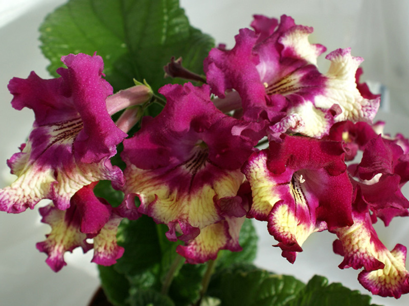 Streptocarpus - สวยงาม