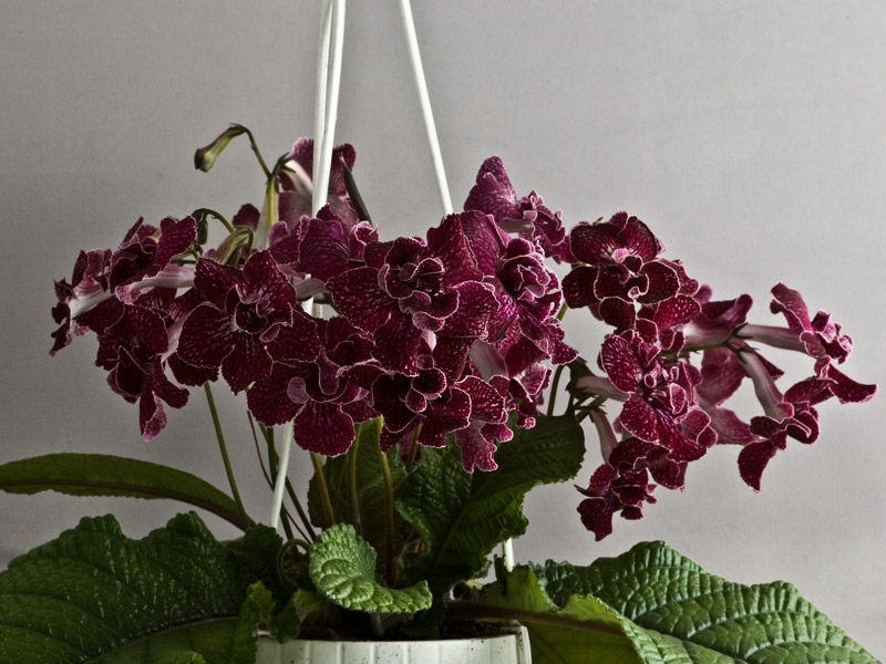 Mga pangalan ng bulaklak na Streptocarpus