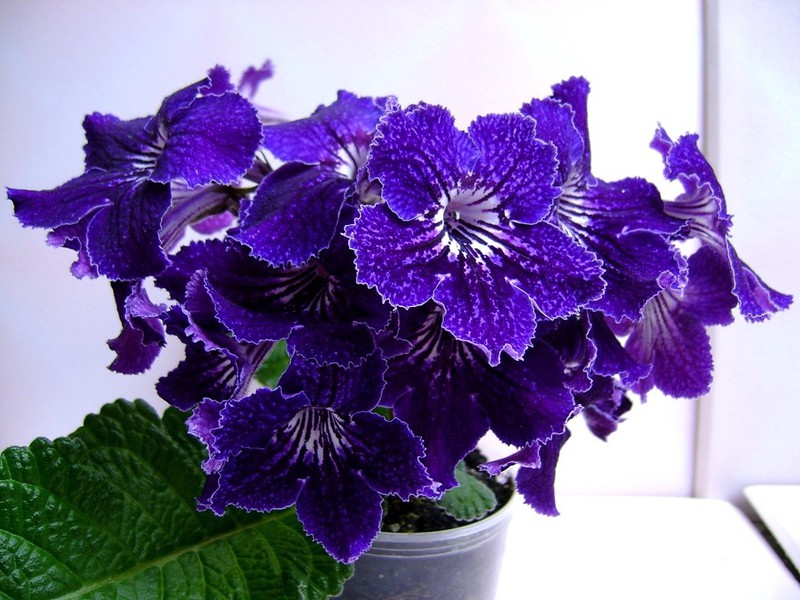 Pretentieloze bloemstreptocarpus