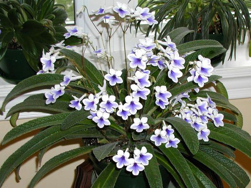 Een van de meest badstof streptocarpus